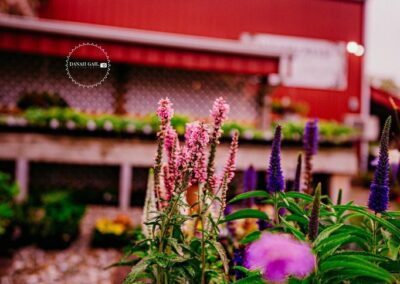 Bed of Purple and White Petaled Flowers